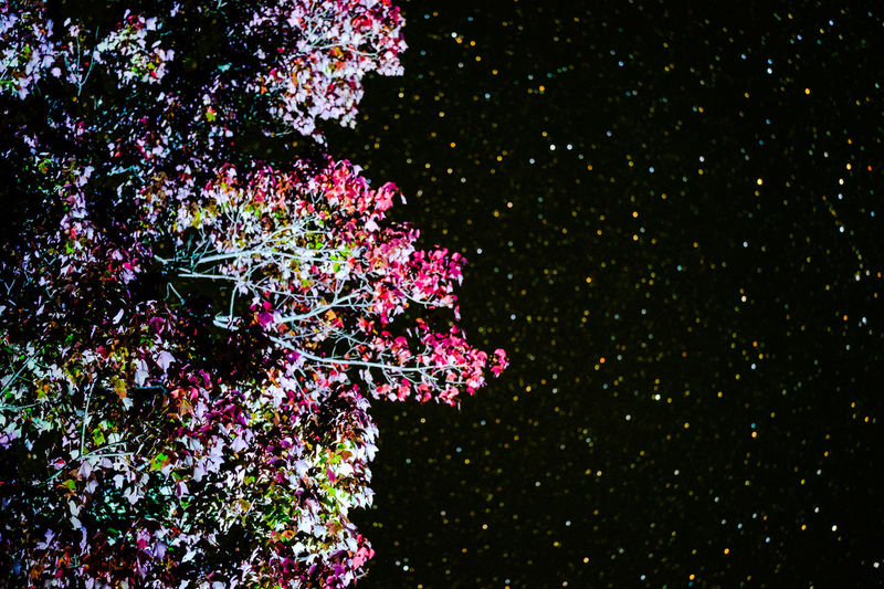 Close-up of flowers at night