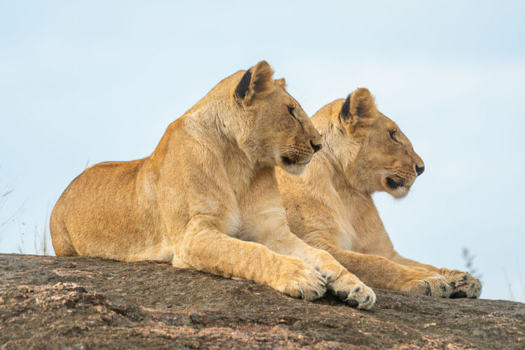 Two lionesses lie on rock on horizon
