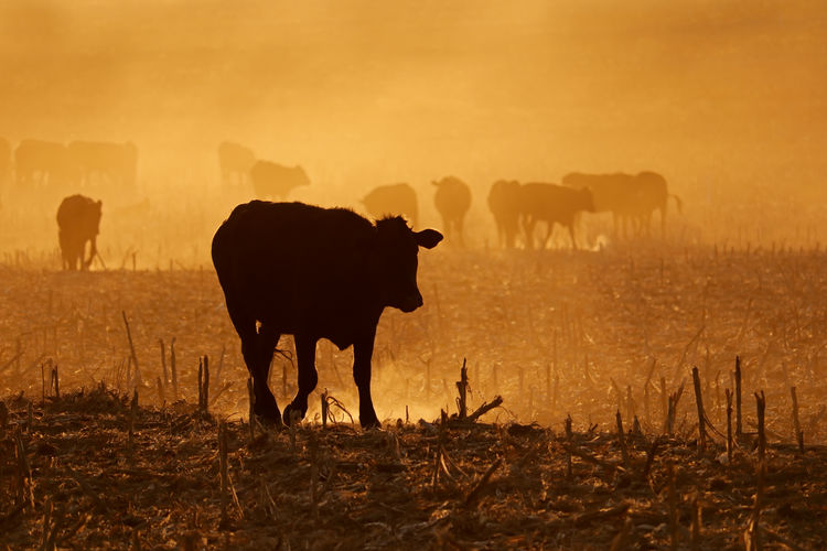 Silhouette of free-range cattle walking on dusty field at sunset, south africa