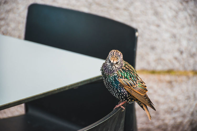 Close-up of bird perching
