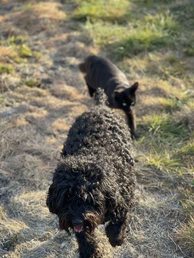 Black dog lying on land