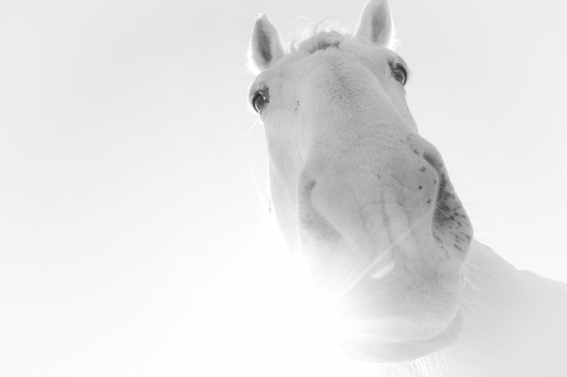 Low angle view of a horse against clear sky