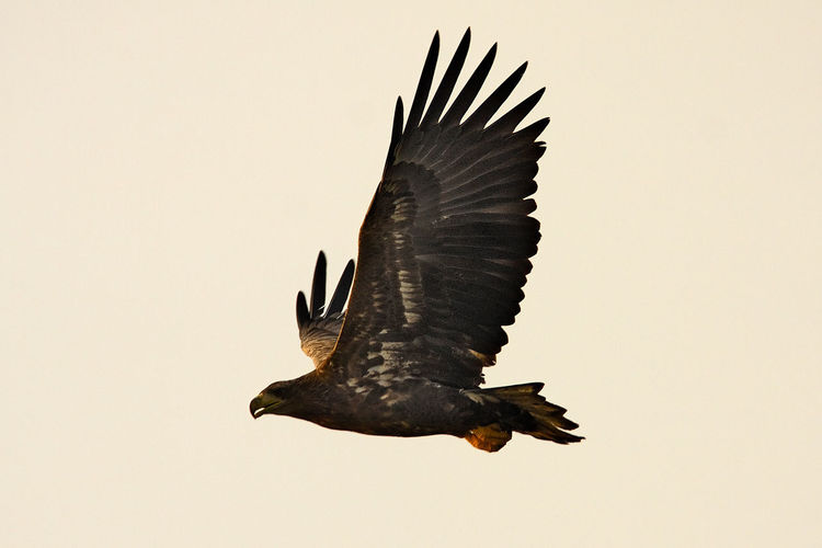 The white-tailed eagle in flight on crna mlaka fishpond