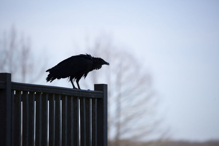 Wet black vulture coragyps atratus perched on a rail
