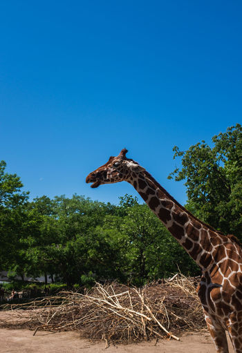 View of giraffe against clear blue sky