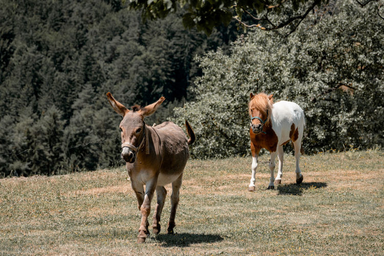 Pony and donkey running on a pasture.