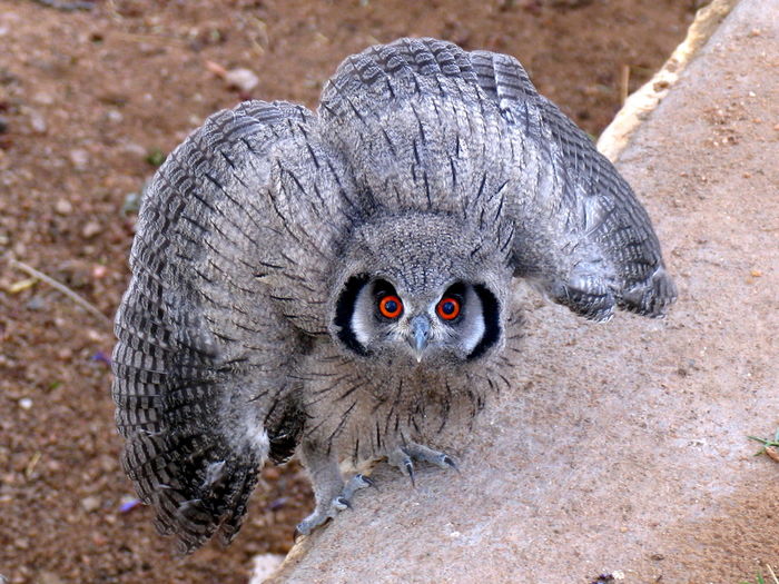 Portrait of alert owl on retaining wall
