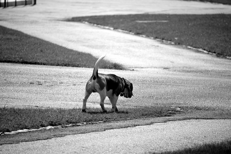 Dog walking at park