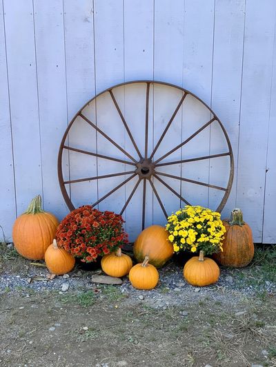 View of pumpkins on wood against wall