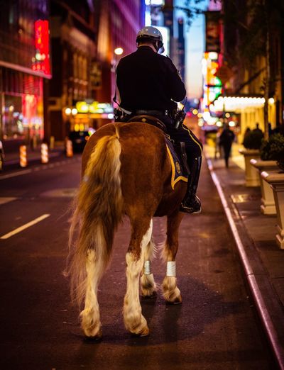 Rear view of policeman riding horse on city street at night