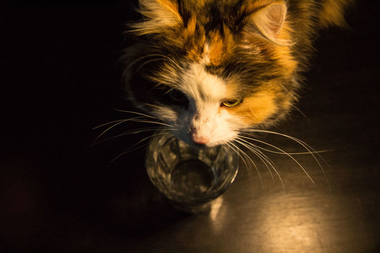 High angle view of tortoiseshell cat with water in glass on hardwood floor