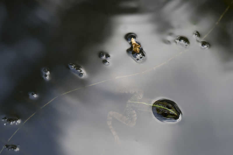 High angle view of bubbles floating on water with frog