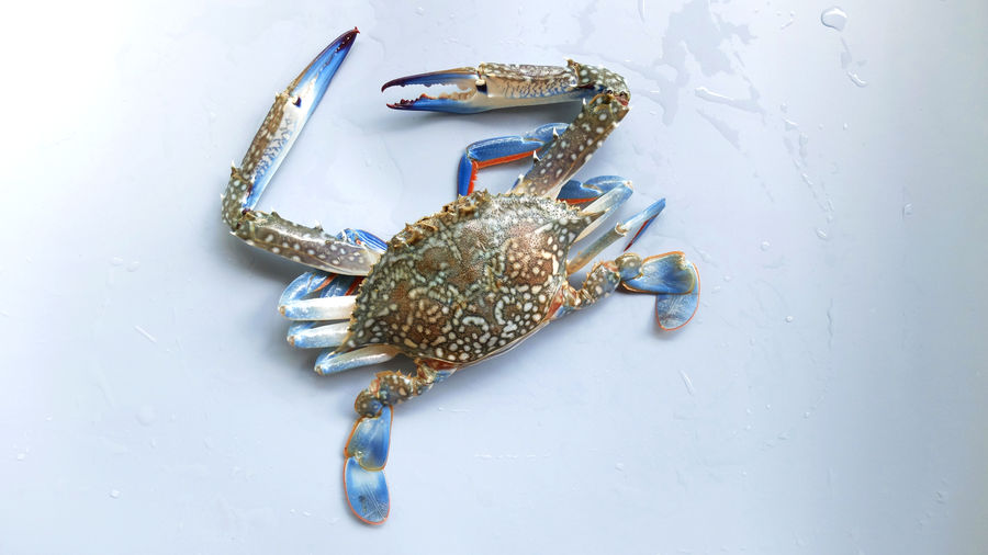 Closeup fresh crab, crab, closeup crab on background, seafood cooking