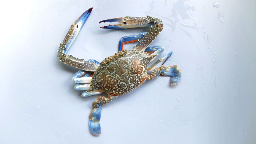 Top view crab, crab, crab on background
