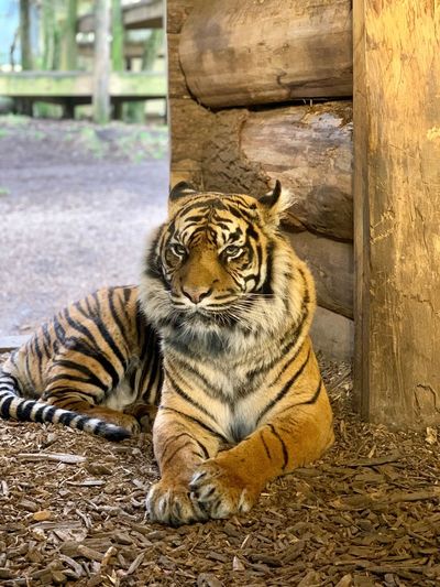 Tiger sitting in a zoo