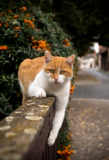 Cat lies on a garden fence and looks at the camera.