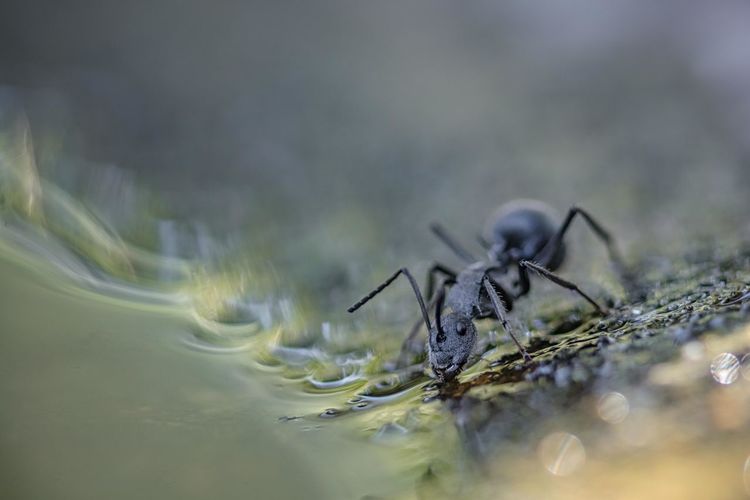 Close-up of spider