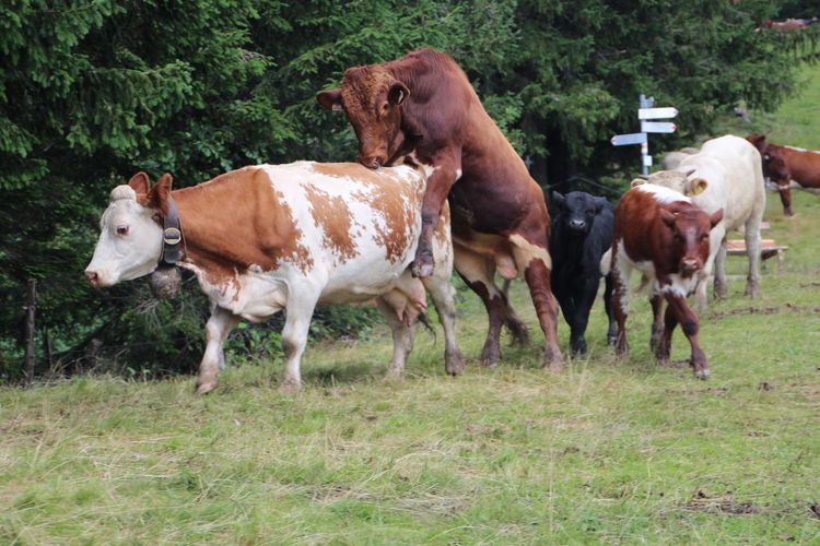 Cows mating on field