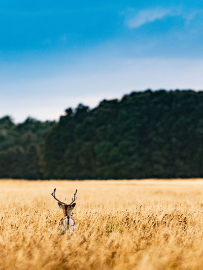 Deer on grassy land against clear sky
