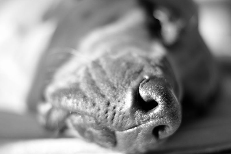 Close-up of cat