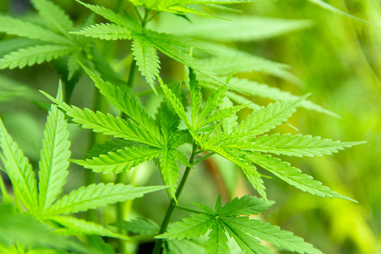 Young green leaf cannabis indica plant marijuana