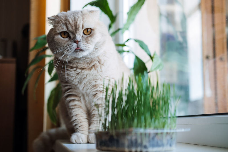 Cute scottish fold cat sitting near catnip or cat grass grown from barley, oat, wheat or rye seeds