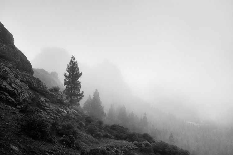 Trees on mountain against sky