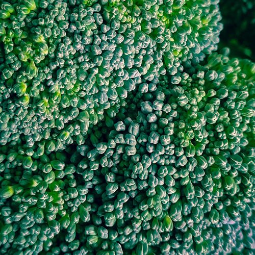 Full frame shot oof broccoli plant