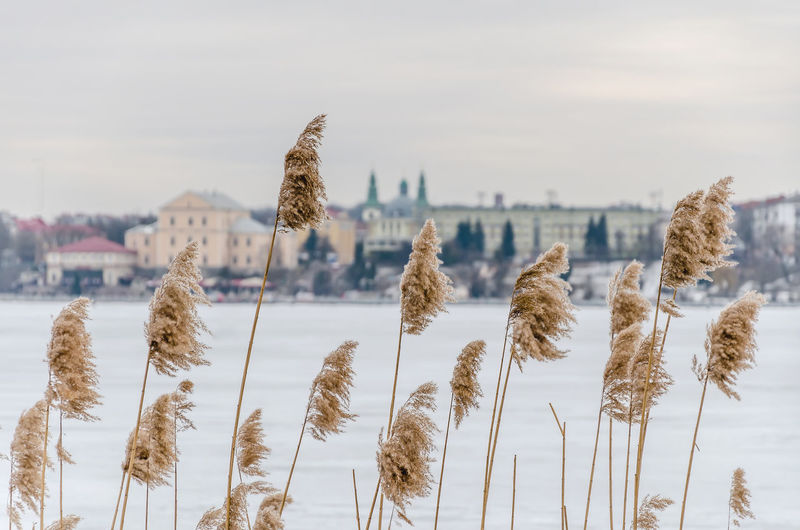 Dry reeds, tall grass on background of frozen lake in town