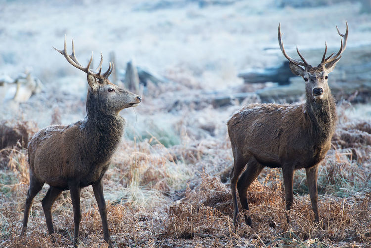 Deer standing on land during winter