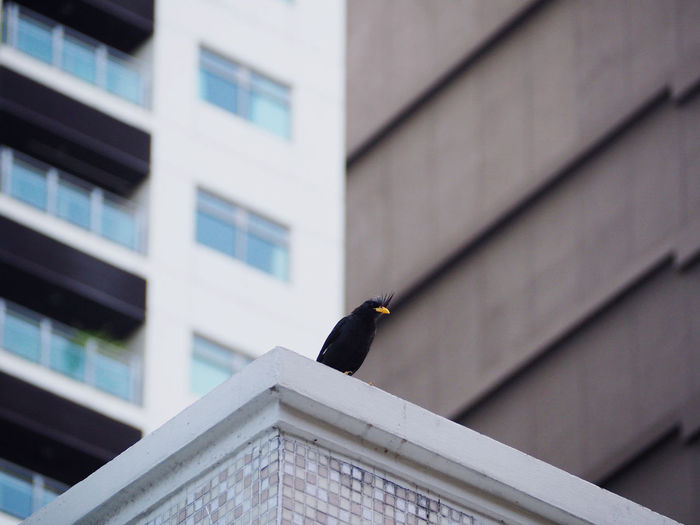 Low angle view of bird perching on building