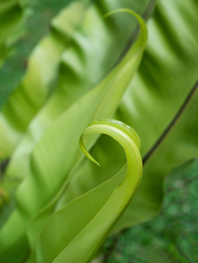 Close-up of spiral leaf