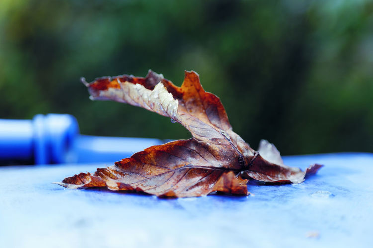 Close-up of dried leaf on table