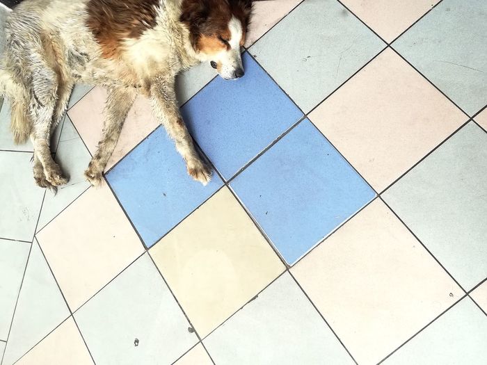 High angle view of a dog on tiled floor
