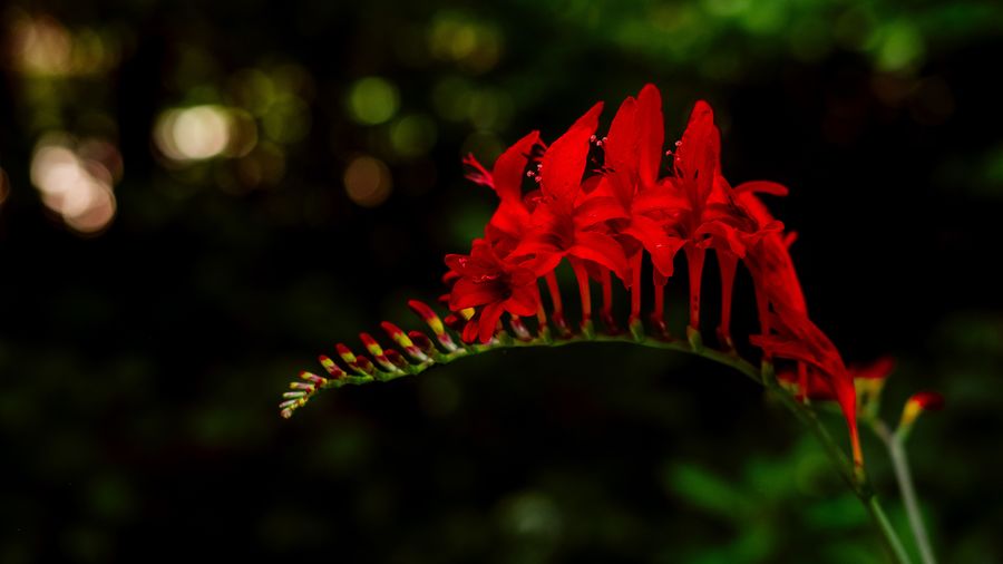 Close-up of red flower against blurred background