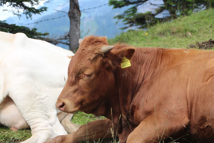 Close-up of cow on field