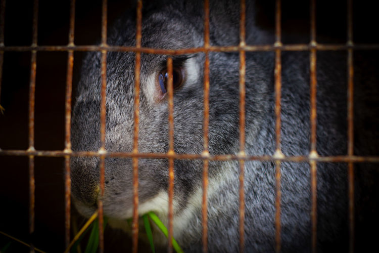 A big gray rabbit that sits in a cage. a rabbit eats green grass. pet.