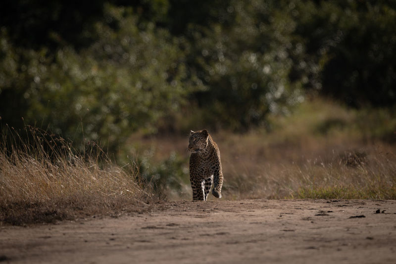 Leopard walks down sandy track on savannah