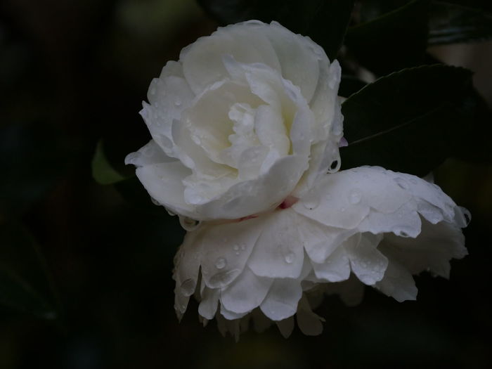Close-up of wet white rose plant