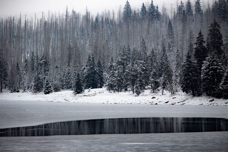 Scenic view of frozen lake in forest during winter