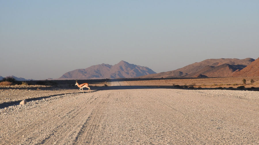 Springbok walking on road against clear sky