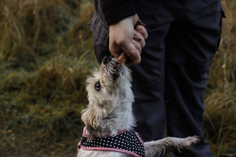 Close-up of person feeding dog