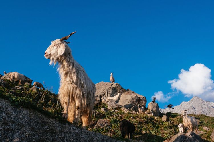 Goats against sky