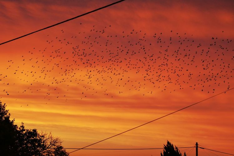 Silhouette birds flying against sky during sunset