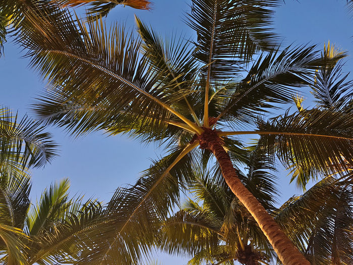 Low angle view of palm trees against sky