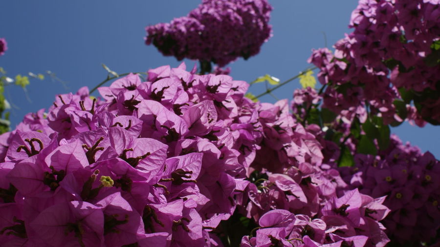 Close-up of fresh purple flowers blooming against sky
