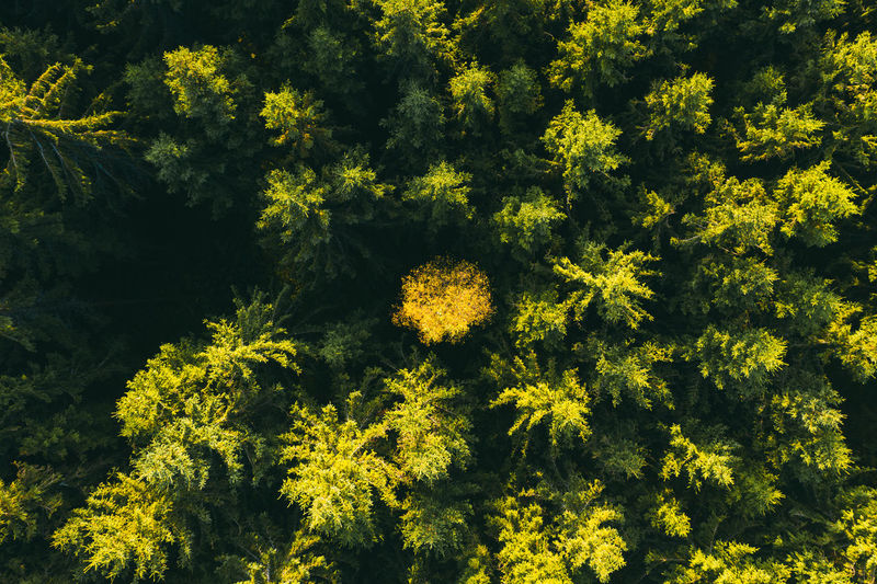 Yellow tree heart in green spruce forest . beautiful autumn landscape. aerial view