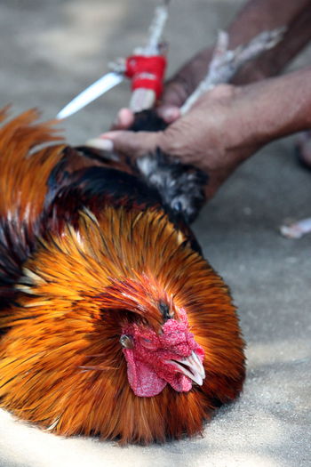 Cropped image of man holding rooster