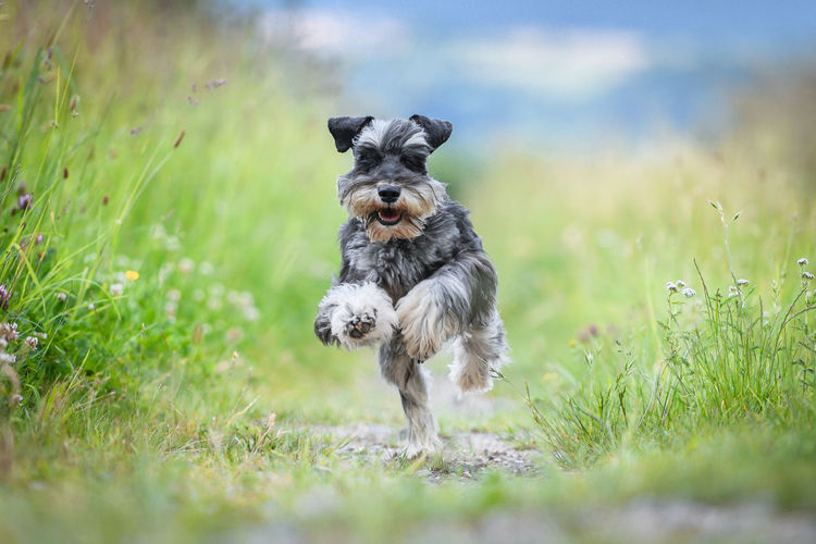 Dog running on field