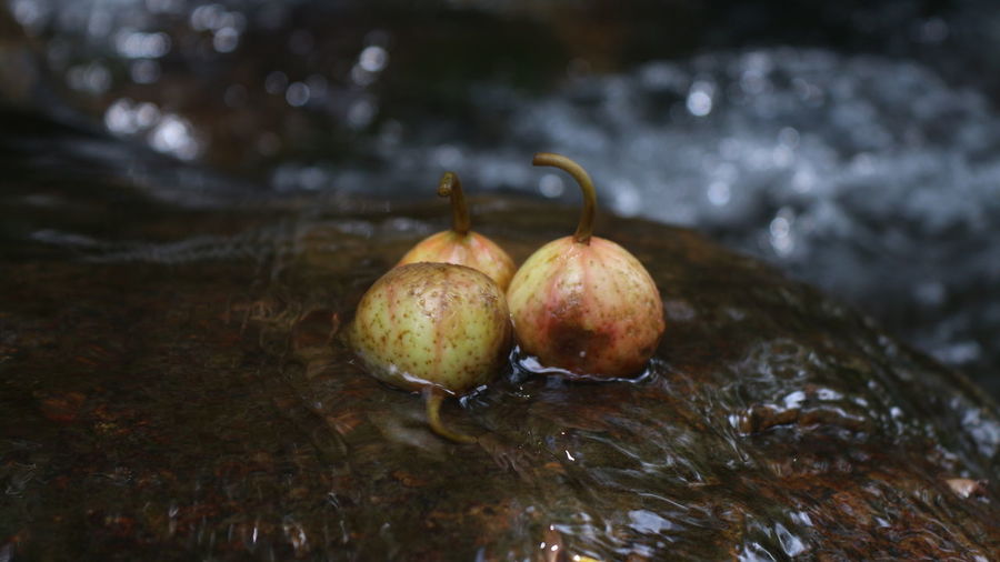 Close-up of fruits in water